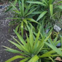 نخل یوکا تنه دار وبدون تنه|گل و گیاه طبیعی|چوبر, |دیوار