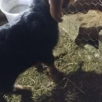 بز ماده|حیوانات مزرعه|سیلوانه, |دیوار