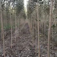 فروش صنوبر ریشهدار خمین،کیفیت صادراتی+قیمت تولیدی|خدمات باغبانی و درختکاری|خمین, |دیوار