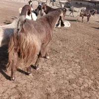 فروش بز نر تکه