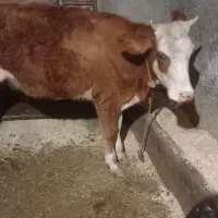 گاو با گوساله