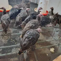 فروش جوجه بوقلمون برنز اصل|حیوانات مزرعه|دابودشت, |دیوار