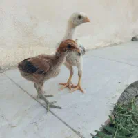 جوجه لاری