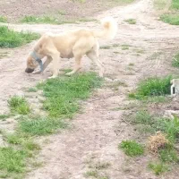 ماده سرابی سیاه پوز