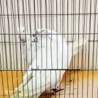 کبوتر پرشی سو دار هر مدل کبوتر خواستیددارم