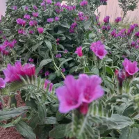 خونه-باغ-295-متری