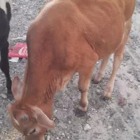 فروش گاو نر یک ساله