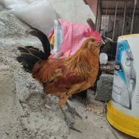 خروس گلین قیمت مناسب  2500به شراط