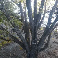 چوب گردو فروشی