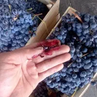 آبگیری انگور ، گوجه لیمو انار