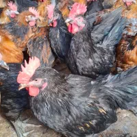 جوجه خروس ومرغ محلی درجه یک