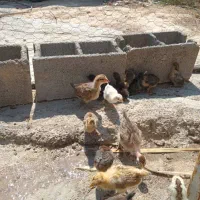 جوجه|حیوانات مزرعه|بهبهان, |دیوار