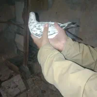 کبوتر زاغ تزعینی|پرنده|چرداول, |دیوار