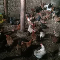 مرغ محلی جوان روستای