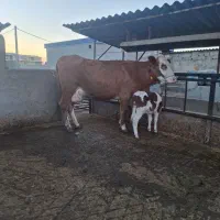 گاو سیمیتال قرمز|حیوانات مزرعه|گرگان, |دیوار