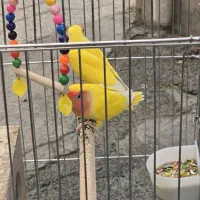 طوطی برزیلی جفت با قفس با تخفیف ویژه