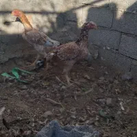 چهار تا مرغ تخم گذار|حیوانات مزرعه|خوی, |دیوار