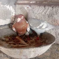 هرمزگان بخش مهران پدل و لمزان روستای هیرو|پرنده|بستک, |دیوار