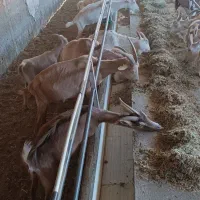 بز سانن|حیوانات مزرعه|بیرجند, |دیوار