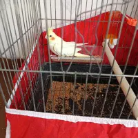 عروس هلندی لوتینو