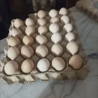 تخم نطفه دار مرغ و خروس مطابق فیلم