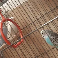 مرغ عشق فروشی|پرنده|بافت, |دیوار