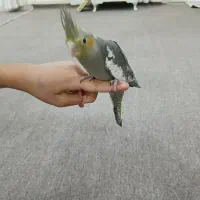 فروش ۴عدد جوجه عروس