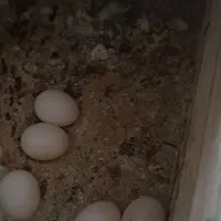 مرغ عشق رینبو اورجینال با تخم