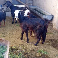 فروش بز|حیوانات مزرعه|داراب, |دیوار