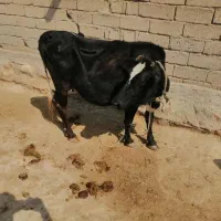 گاو ابستن
