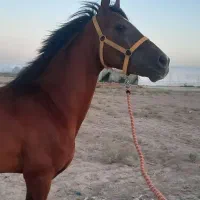 ...ک|اسب و تجهیزات اسب‌سواری|یزد, |دیوار