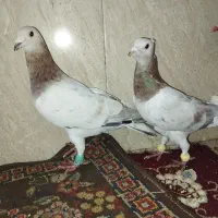 کفتربوم هوایی جفتگایهودی سارکله هماسرورکاکلی ساده