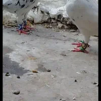 سلام یک جفت کفتر سار