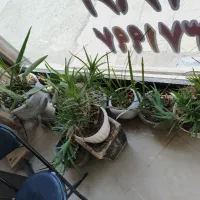 تعدادی گل و گلدان یک‌جا