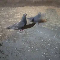 نروماده سنجابی نک قناری