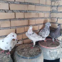 کفتر دورگ|پرنده|بندر ماهشهر, |دیوار
