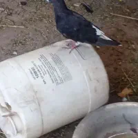 کفتر