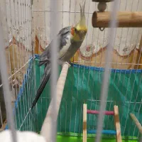 عروس هلندی  نر بالغ سخنگو