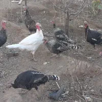 بوقلمون خانگی و سالم