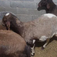 میش جوان فوق جنس|حیوانات مزرعه|جلین, |دیوار