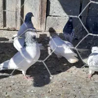 شیخ پرشی|پرنده|چمران, |دیوار