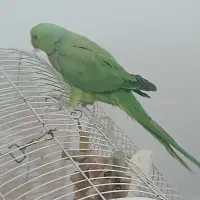 طوطی ملنگو|پرنده|کلاچای, |دیوار