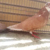 کفت زرد نر و ماده