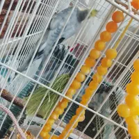 عروس هلندی نر|پرنده|بناب, |دیوار