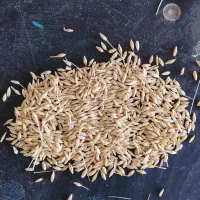 جو محلی و کنسانتره اجیلی