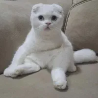 گربه های اسکاتیش و برتیش|گربه|اهواز, کوروش|دیوار