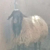 قوچ گله نژاد دار|حیوانات مزرعه|بشاریات, |دیوار