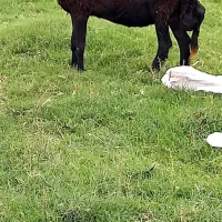 گوسفند آبستن جوان جنس