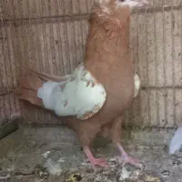 کبوتر