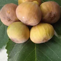 انجیر یزدی